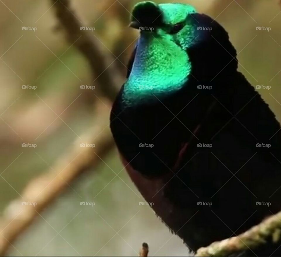 birds images