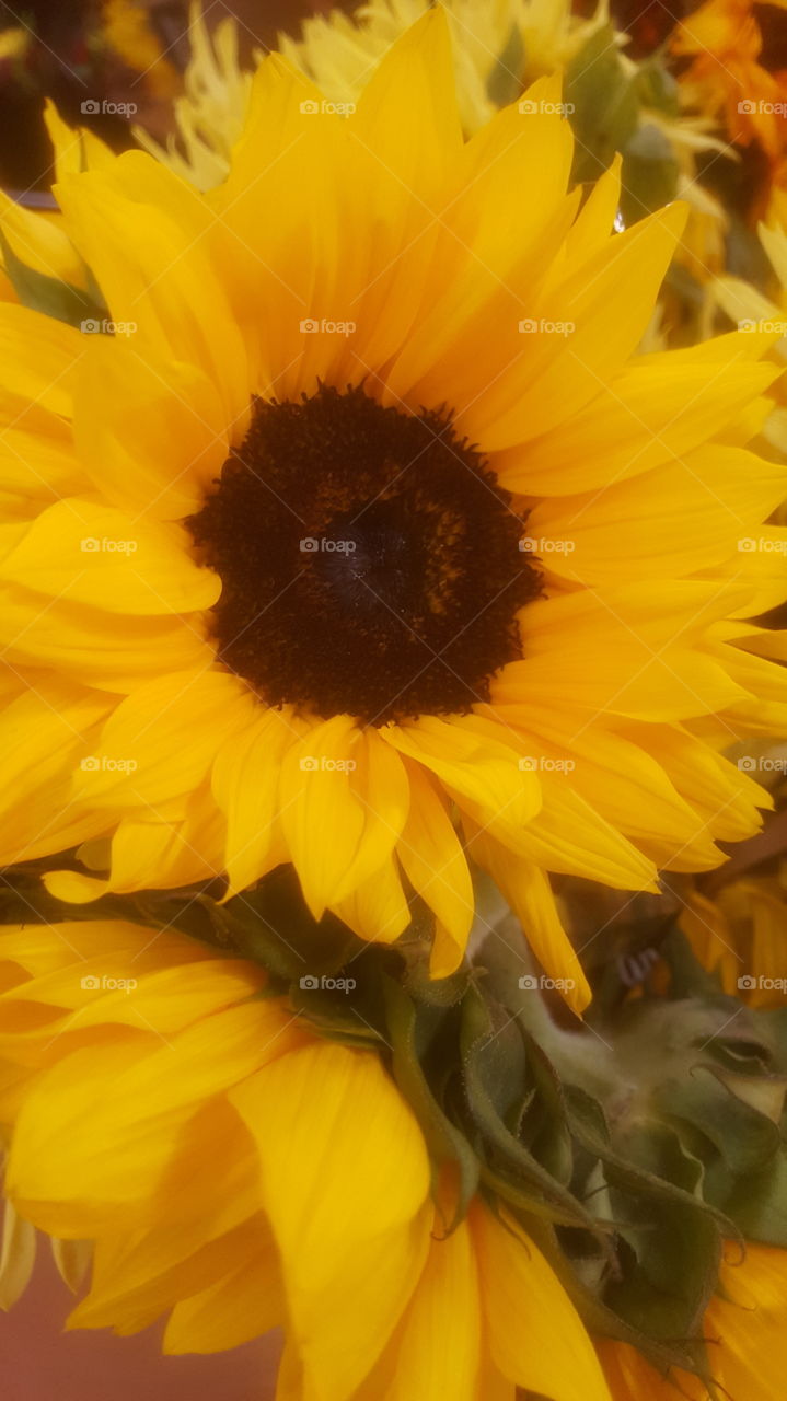 happy sunflower