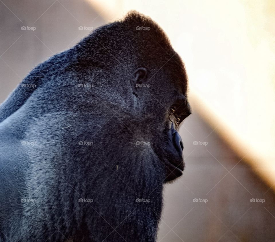 Silverback 