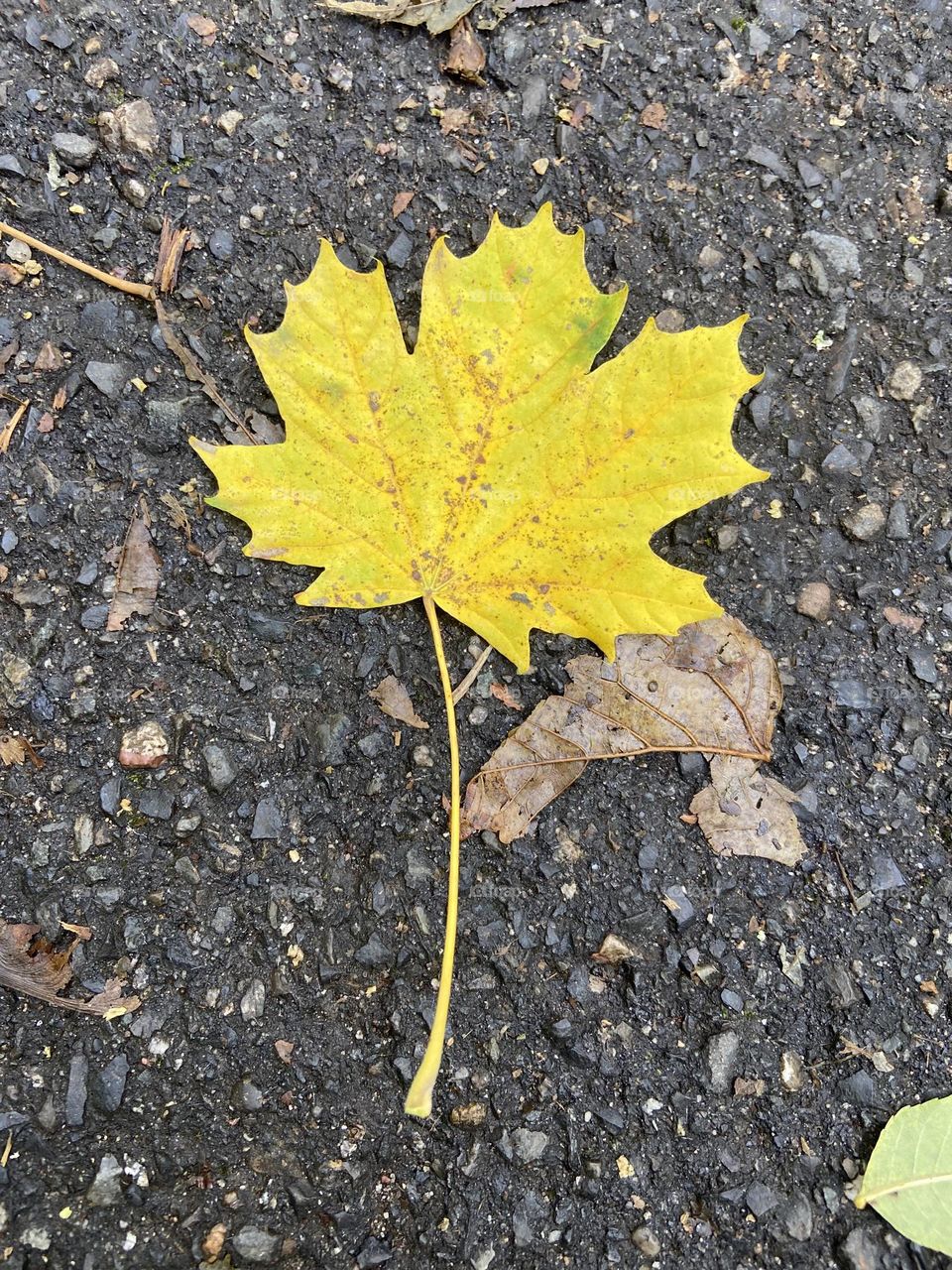 A bright yellow leaf against a wet dirt pathway.