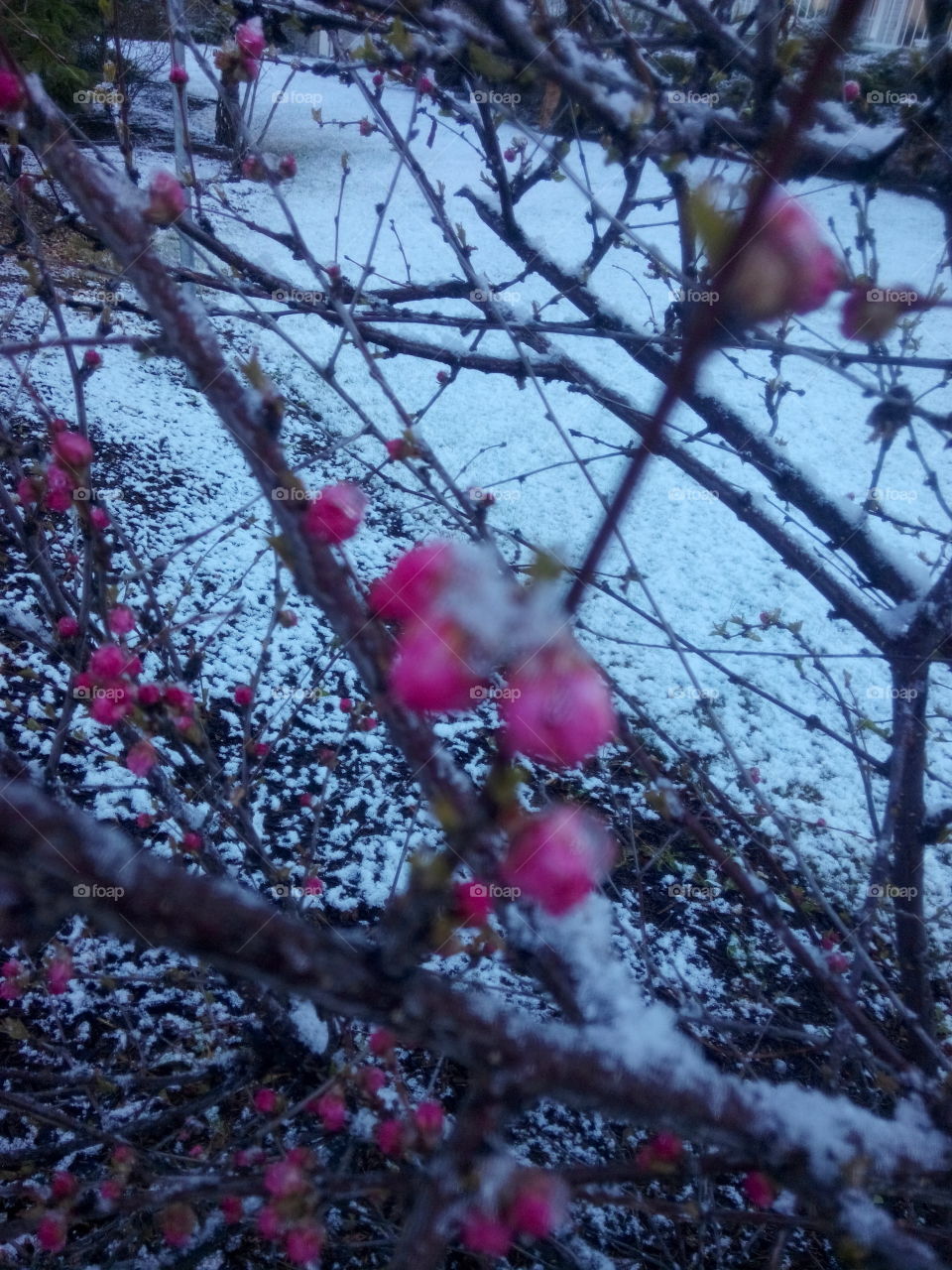 Rose buds of May. darling buds of May