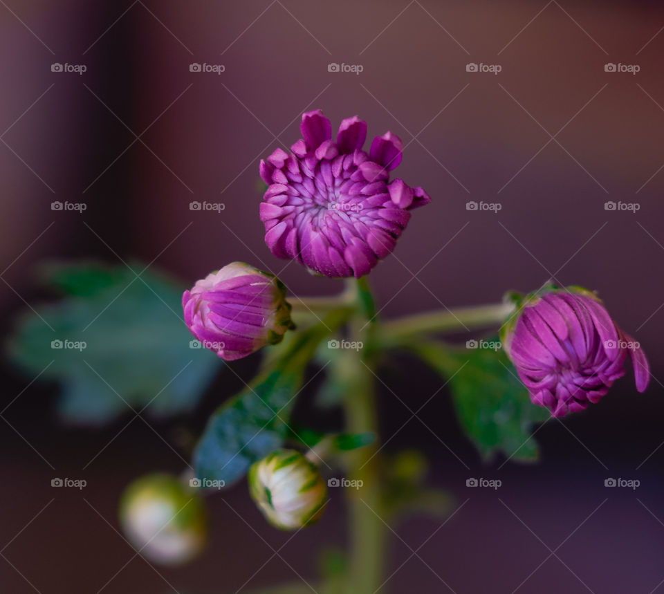 Purple Flower from the Garden 