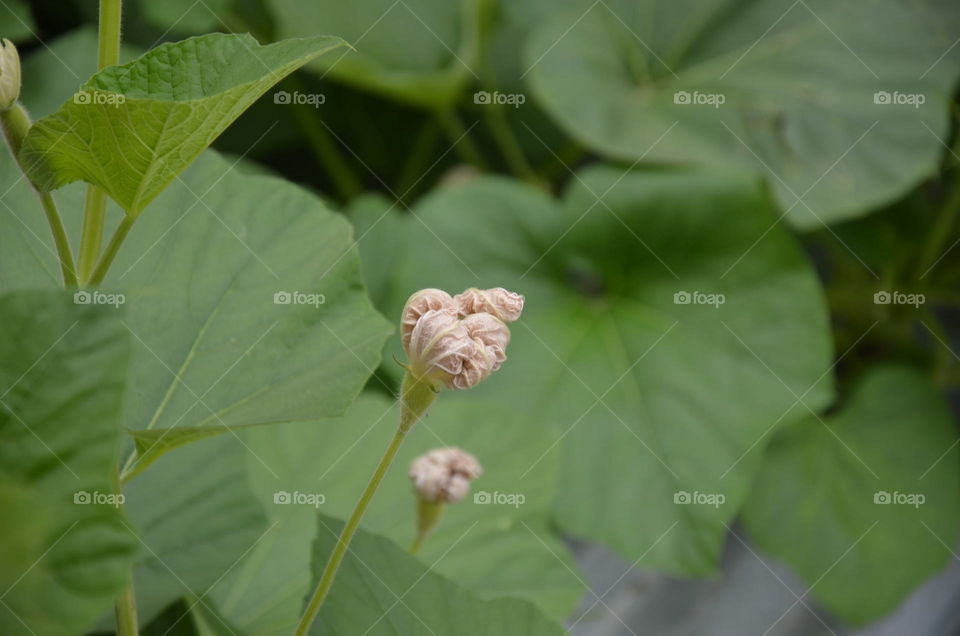 Leaf, Flora, Nature, Summer, Growth