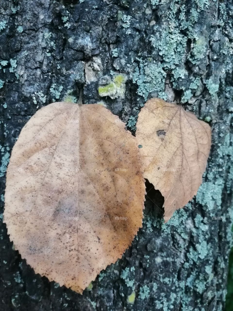 Two dry leaves hanging on  bark of old tree, symbol of Autmn season.