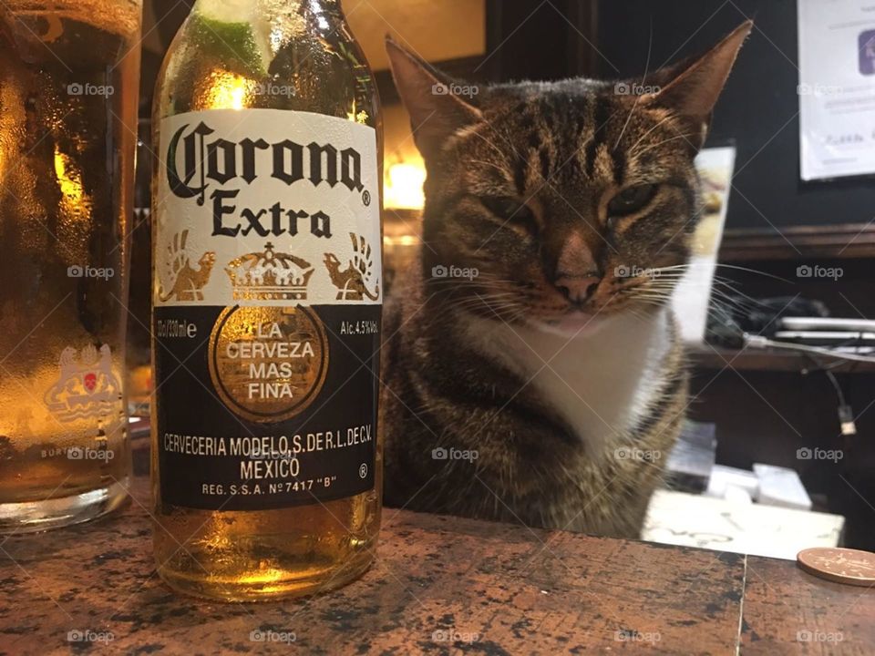Corona & Cat