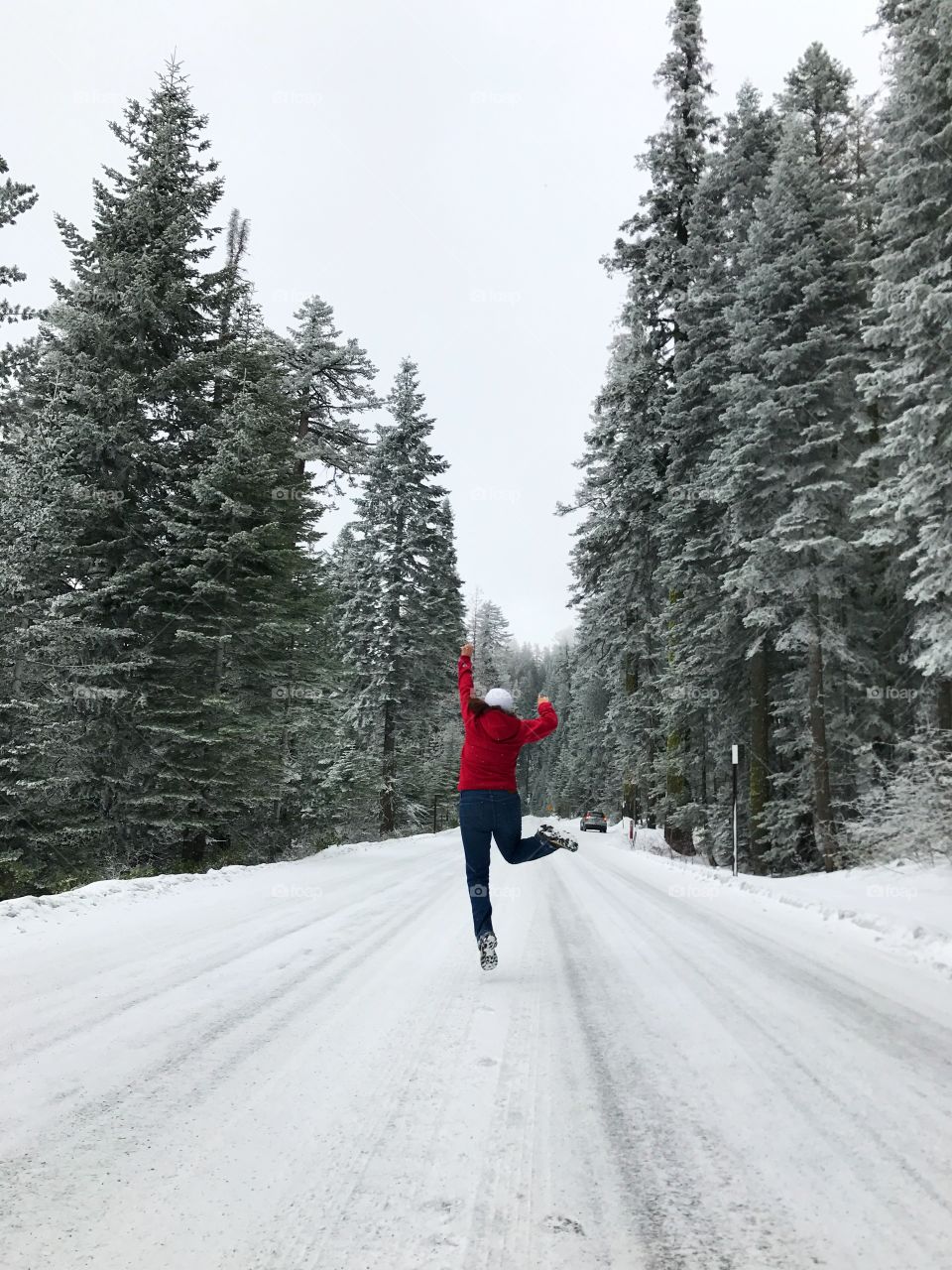 Evergreens in the snow