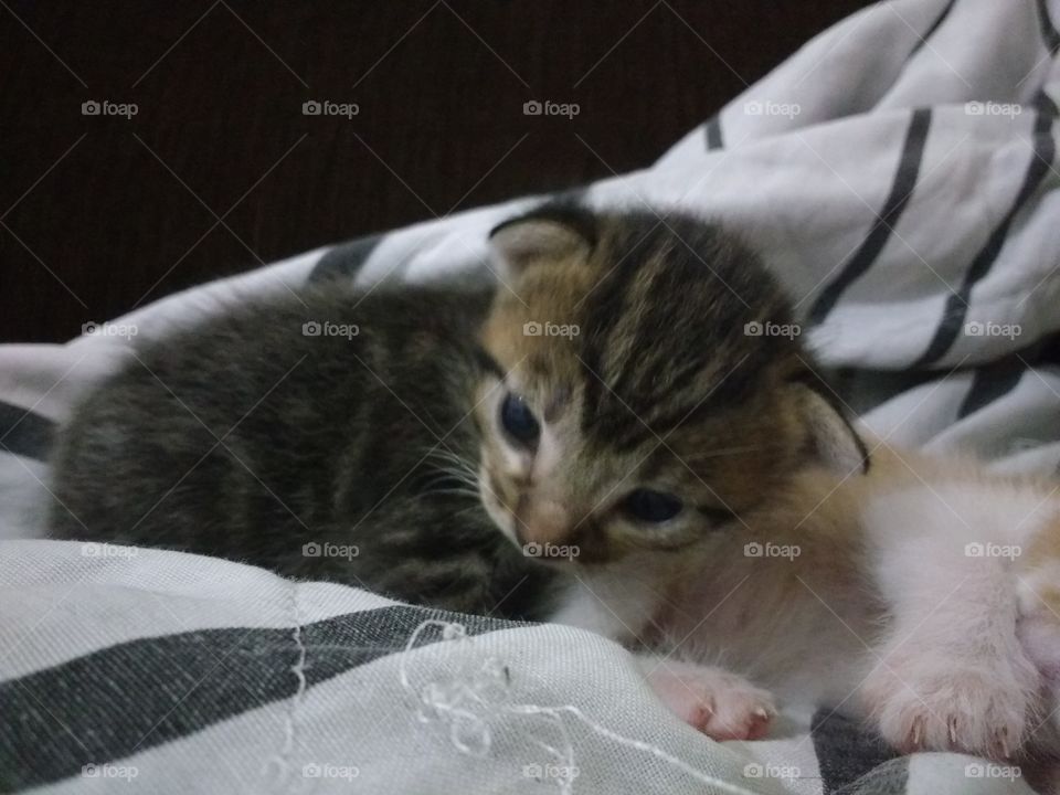 kitten