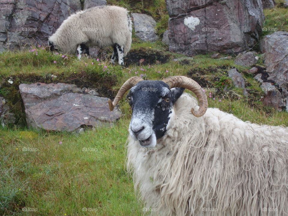 sheep in Scotland