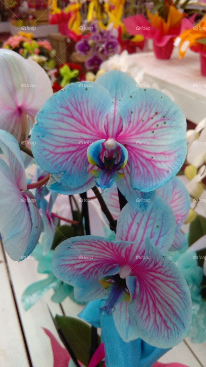 orchidea floware