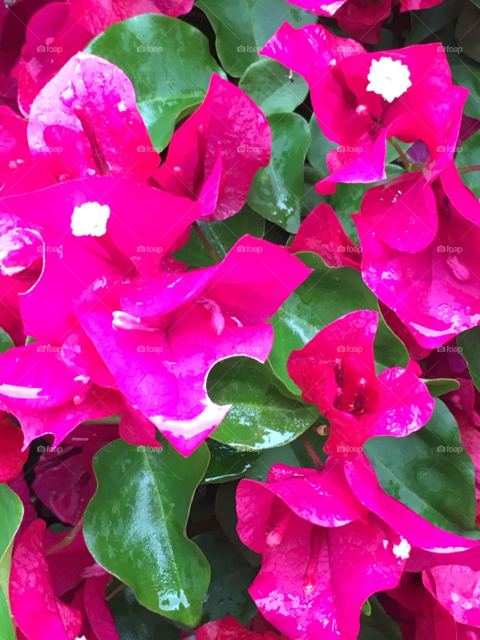 Bougainvillea with white blossoms