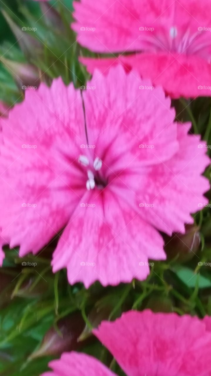Flower Close up. Sherri's Garden