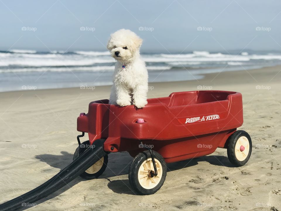 Puppy at the helm of his beach cruiser. Aye, aye, Captain Teddy!