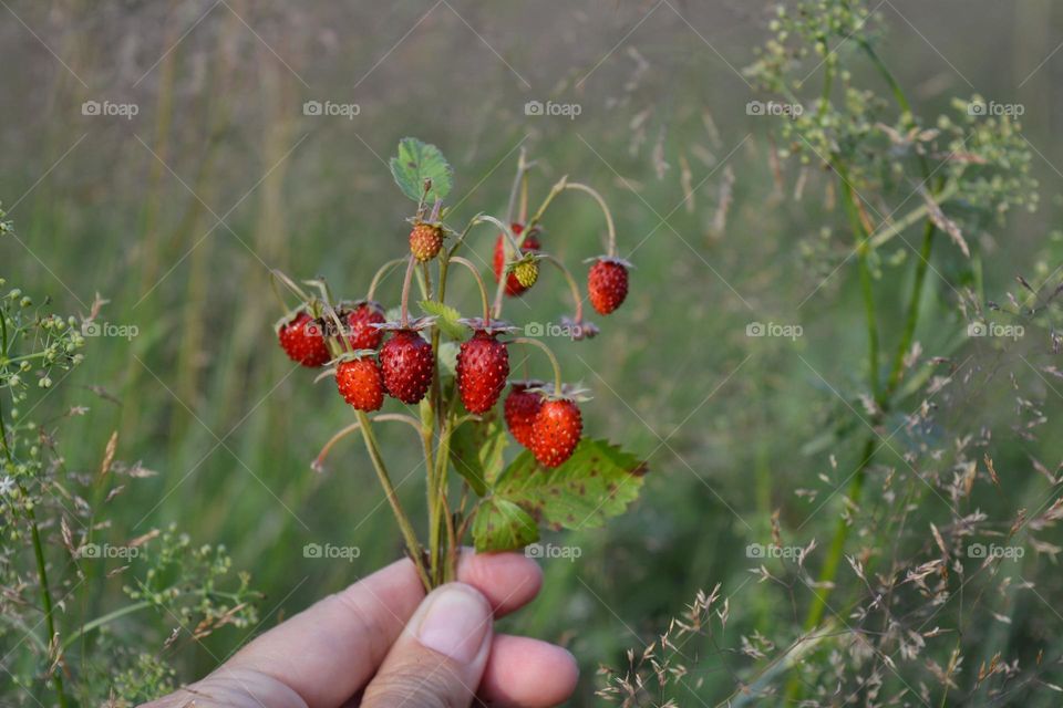 red wild strawberries in the hand green background