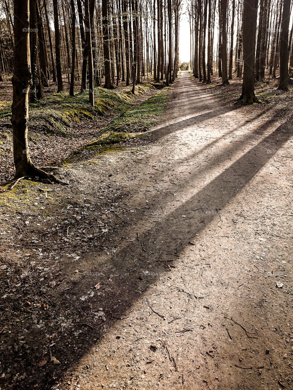 Forêt de Soignes