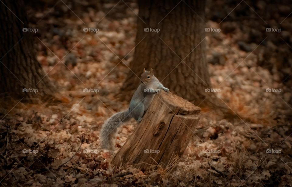 Searching Squirrel