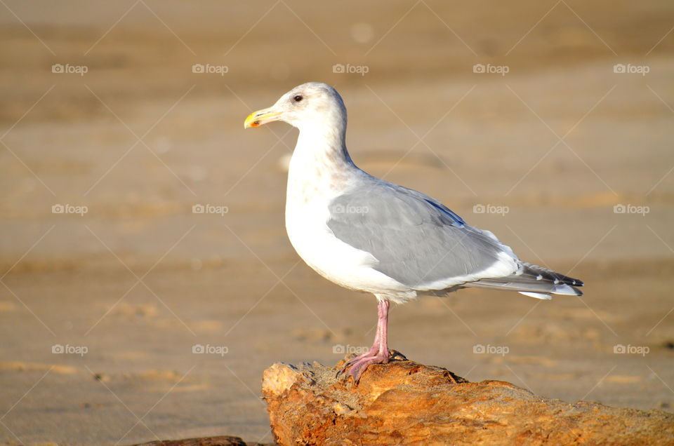 seagull