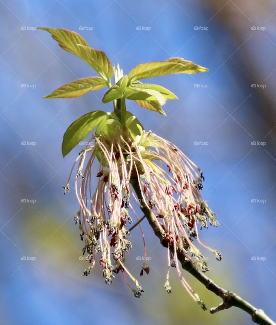 Box Elder Tree Spring blossom