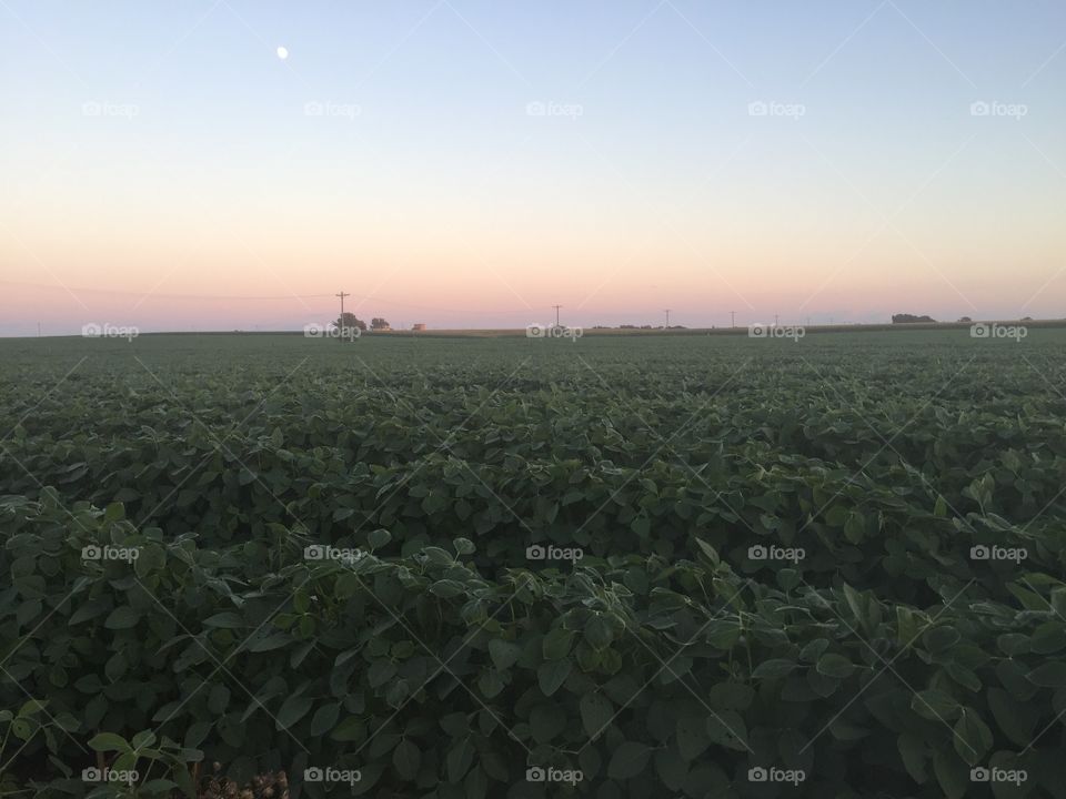 Soybean farm at sunset