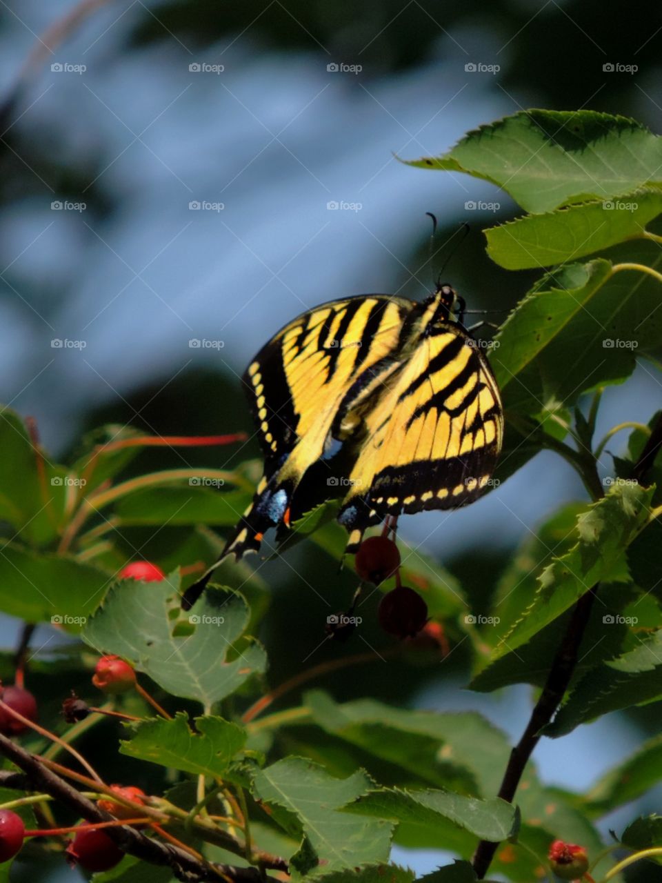 Butterfly and Berries. Beauty in colorful branches