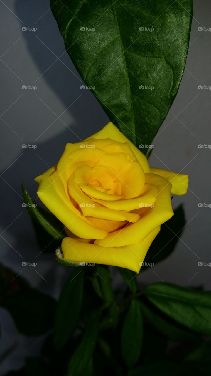 yellow rose