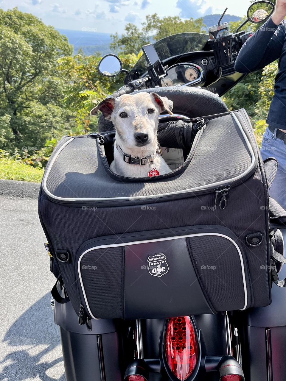 Jack Russell terrier riding in a pet carrier on the back of a motorcycle 