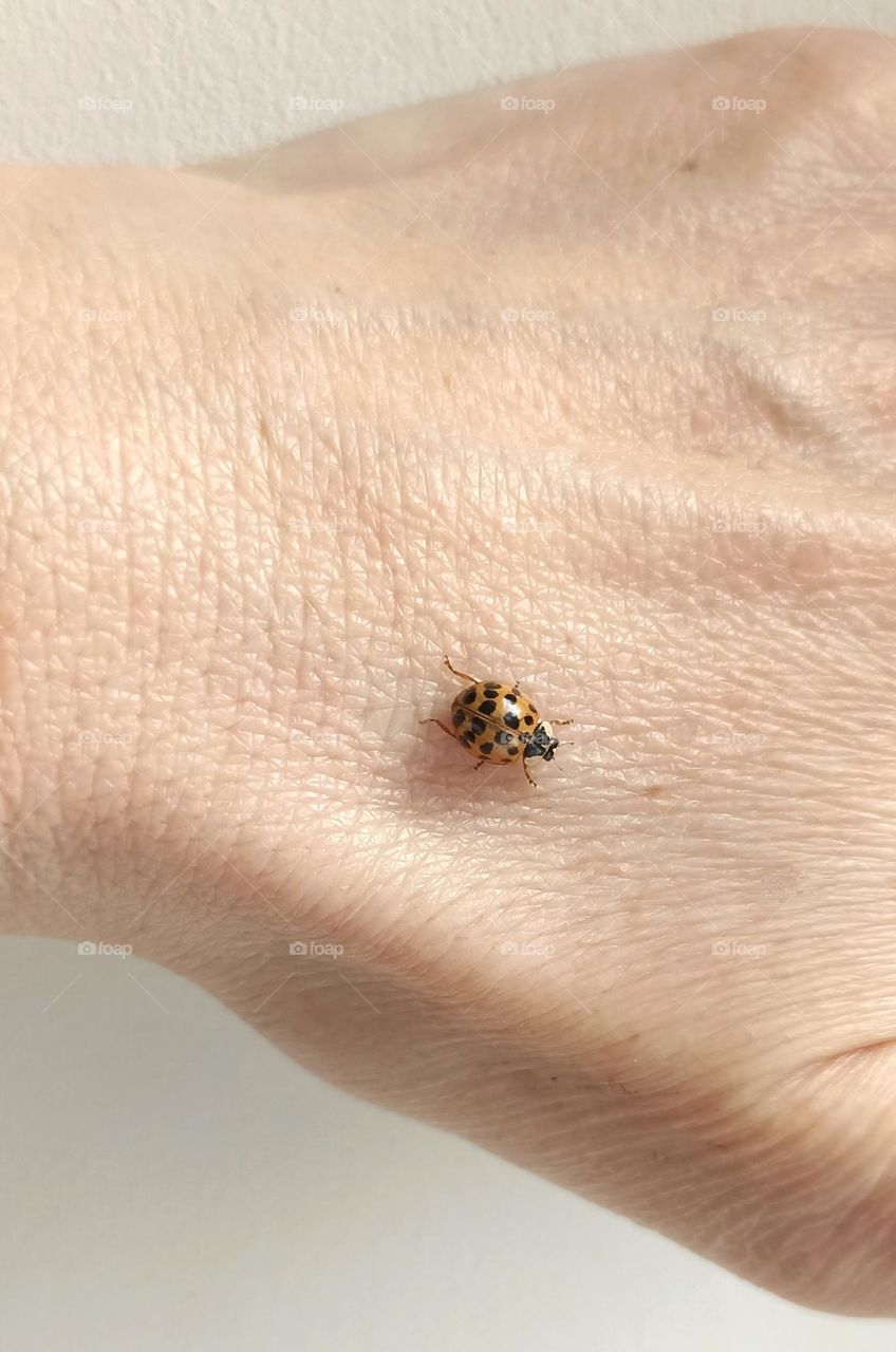 ladybug 🐞 on a female hand close up