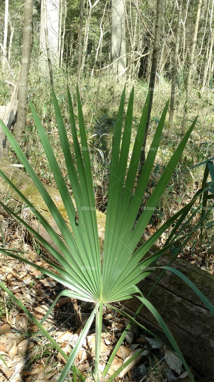 Nature, Wood, No Person, Leaf, Flora