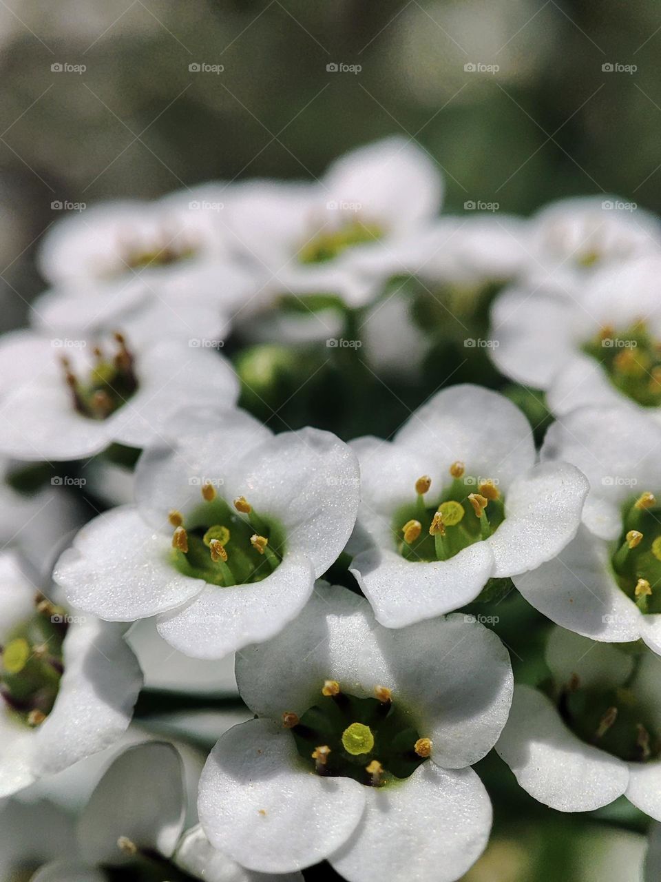 Macro photo of flowering grass
