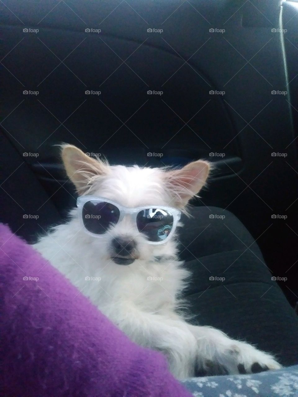 Sugar Striking a Pose