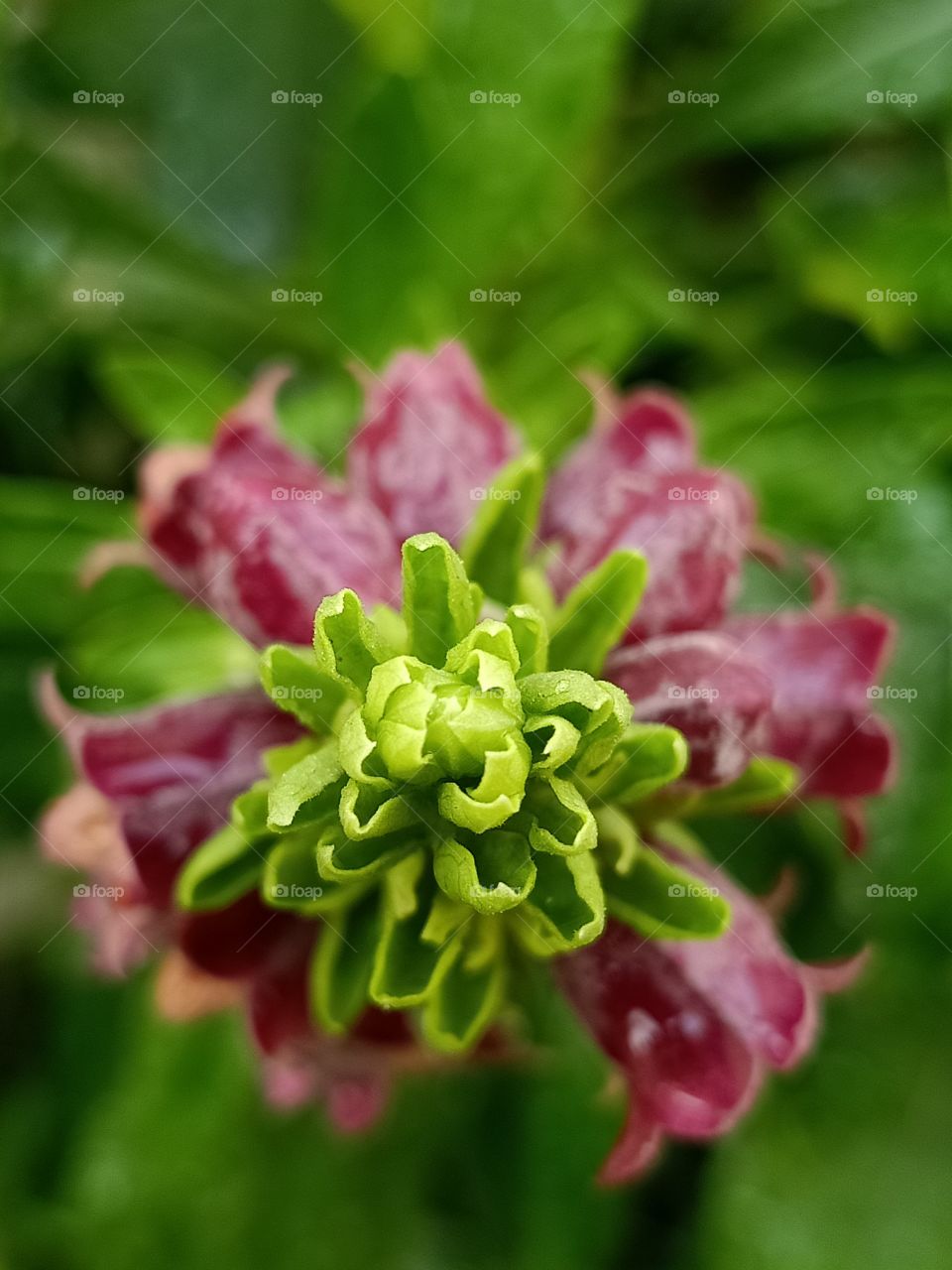 a flower bloom in summer