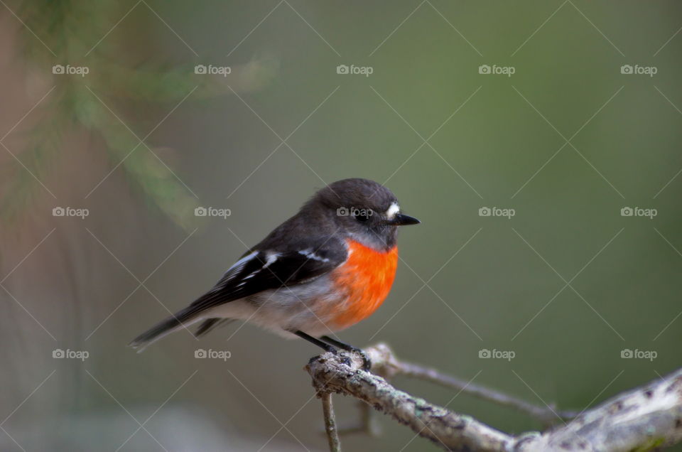 Scarlet Robin on a branch