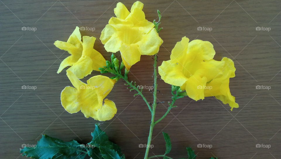 Yellow flowers