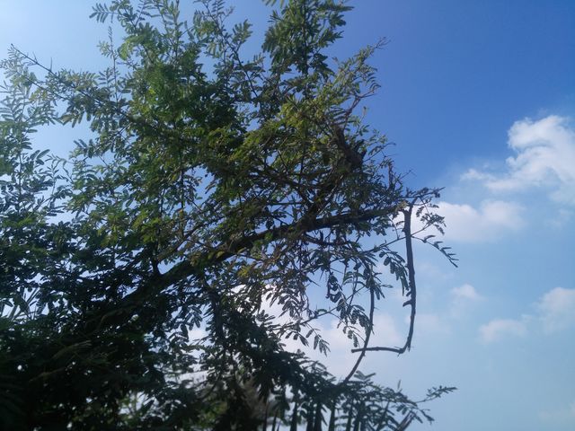 nature