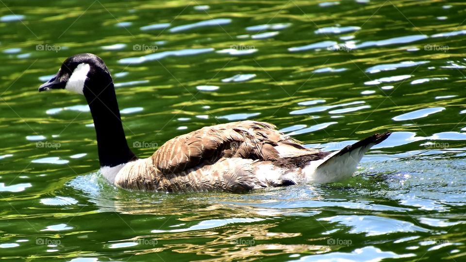 geese enjoying a swim