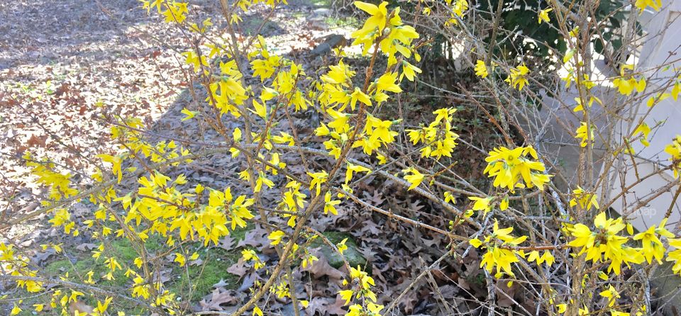 Spring yellow 