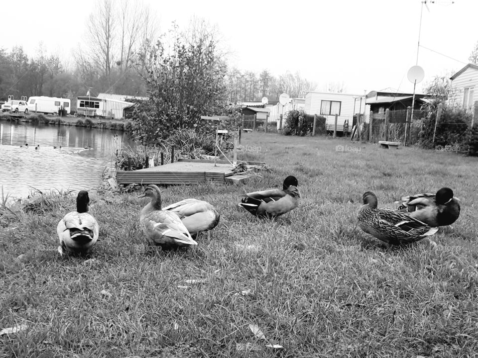 canards