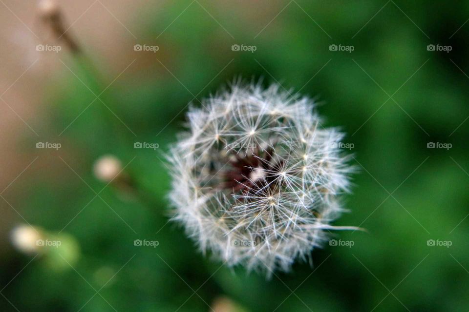 Dandelion close-up