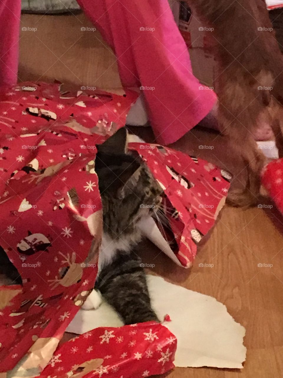 Kitty fun at Christmas