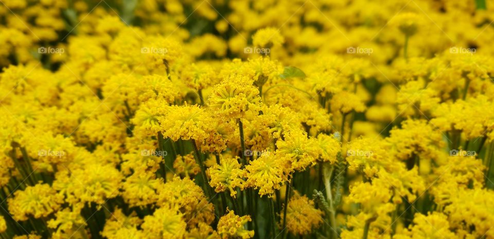 Beautiful flowers