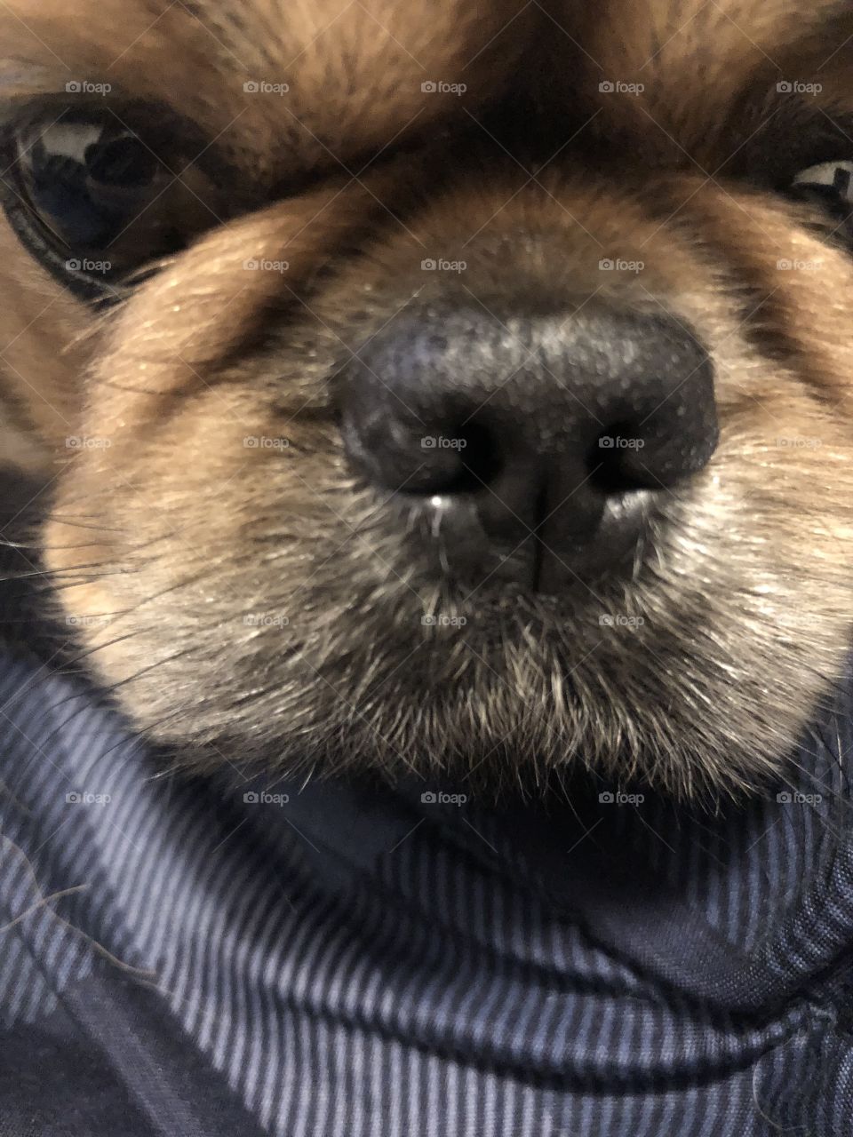 Pup Nose