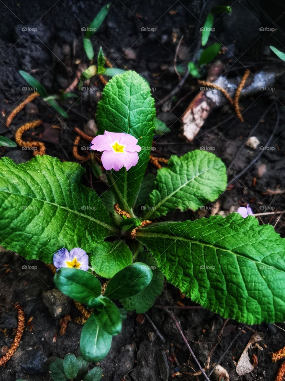 Green Day outdoor plant flower nature greens wild forest wild