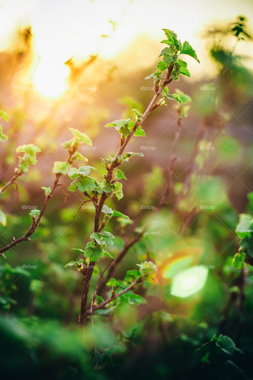 First green leaves of black currant