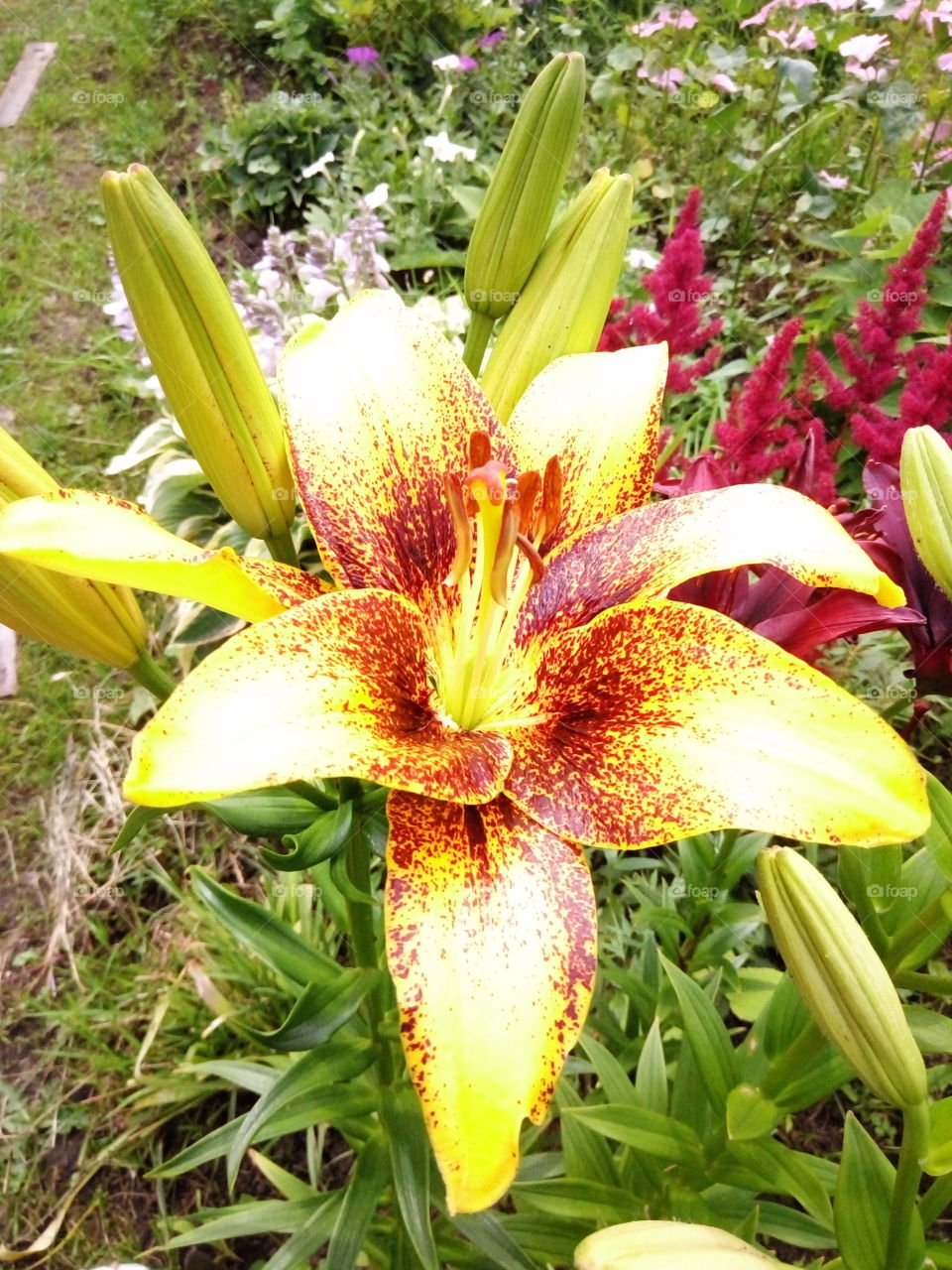 цветы.лилия.желтая.флора.