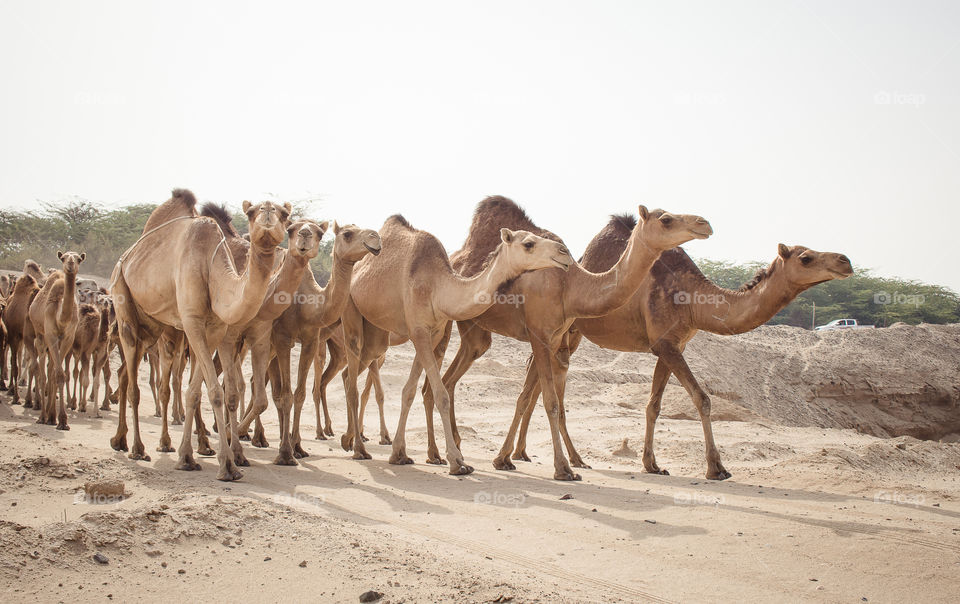 camel,
desert,
sand,
morocco,
travel,
animal,
camels,
culture,
nature,
tourism,
rajasthan,
animals,
dune,
wildlife,
people,
sahara,
summer,
landscape,
outdoors,
arabia,
safari,
dunes,
hot,
riding,
saudi,
arabian, camels,
camel desert,
jeddah,
desert ship,
ship,