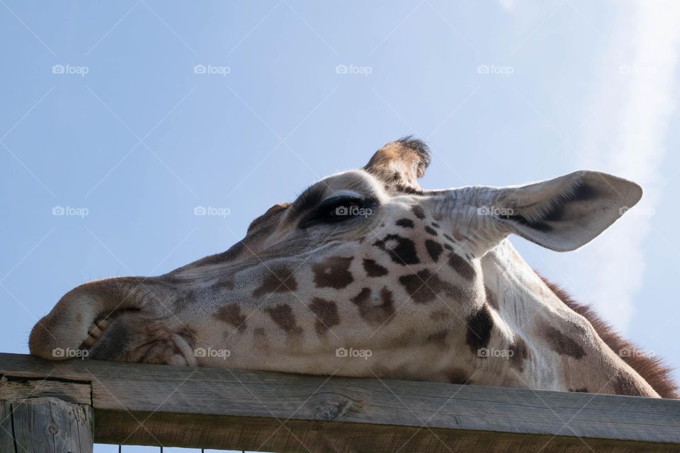 Giraffe at Marwell Zoo Uk