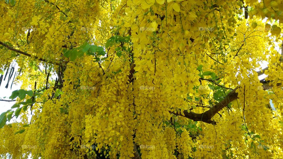 A beleza das flores amarelas com cores naturais.