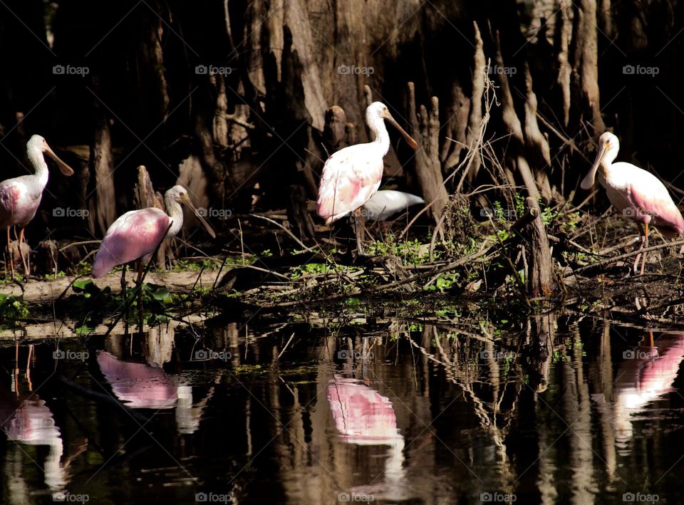 Spoonbills on the Hillsborough River