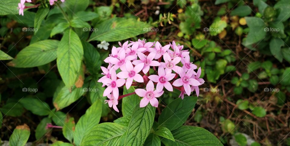 Pequenas florzinhas