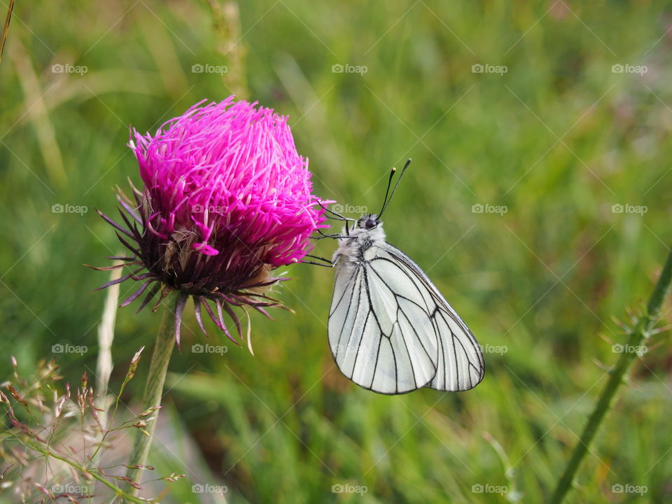 butterfly  and flower