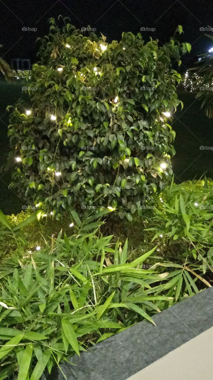Green tree with lighting
